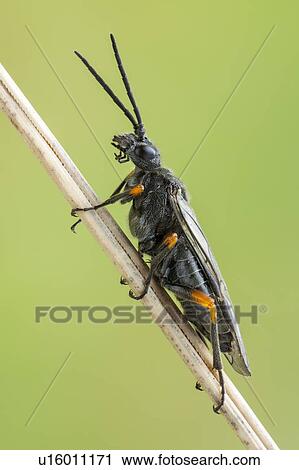 Orange knee sawfly View Large Photo Image Stock Image - Orange knee sawfly. Fotosearch
