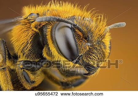Stock Image - Orange legged furrow bee. Fotosearch