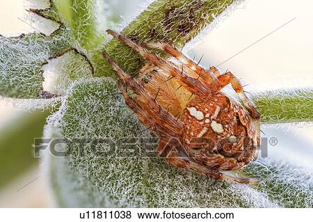 Orange orb weaver spider View Large Photo Image Stock Photo - Orange orb weaver spider. Fotosearch