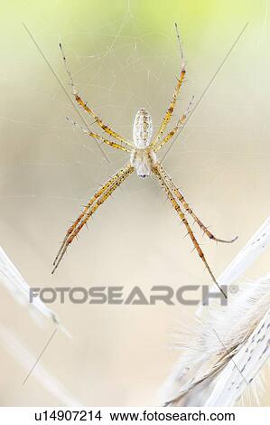 Orb weaver spider View Large Photo Image Picture - Orb weaver spider. Fotosearch
