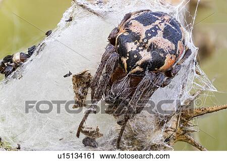 Stock Image - Orb weaver spider. Fotosearch