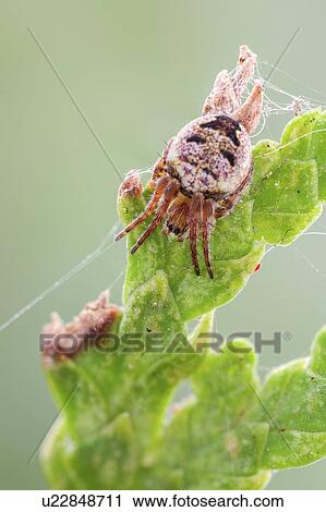 Orb weaver spider View Large Photo Image Stock Image - Orb weaver spider. Fotosearch
