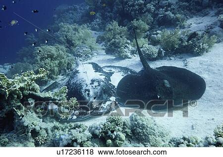 Pair of marbled stingrays View Large Photo Image Stock Photo - Pair of marbled stingrays. Fotosearch