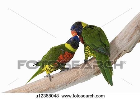 Pair of rainbow lorikeets View Large Photo Image Stock Photo - Pair of rainbow lorikeets. Fotosearch