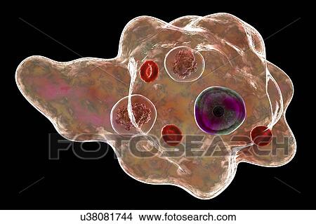 Picture - Parasitic amoeba, illustration. Fotosearch