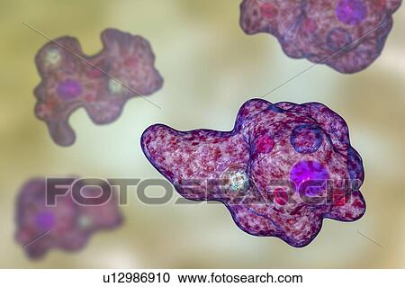 Stock Image - Parasitic amoeba, illustration. Fotosearch
