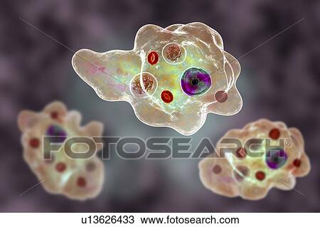 Stock Image - Parasitic amoeba, illustration. Fotosearch