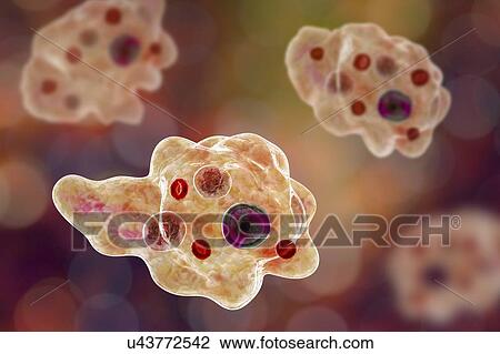 Parasitic amoeba, illustration View Large Photo Image Stock Image - Parasitic amoeba, illustration. Fotosearch