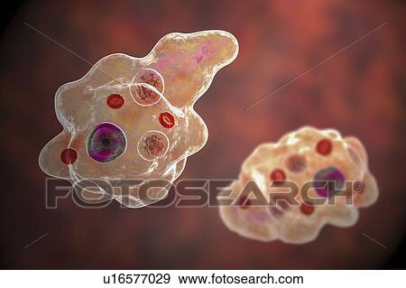 Parasitic amoeba, illustration View Large Photo Image Stock Photo - Parasitic amoeba, illustration. Fotosearch