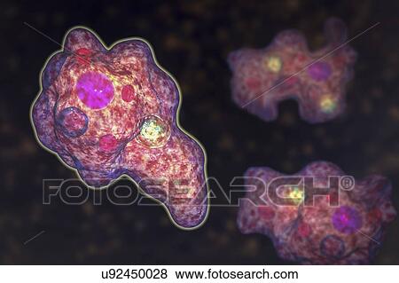 Parasitic amoeba, illustration View Large Photo Image Stock Photo - Parasitic amoeba, illustration. Fotosearch