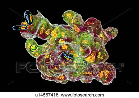 Stock Photograph - Parasitic amoeba, illustration. Fotosearch