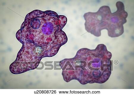 Parasitic amoeba, illustration View Large Photo Image Stock Photograph - Parasitic amoeba, illustration. Fotosearch