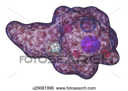 Parasitic amoeba, illustration View Large Photo Image Stock Photograph - Parasitic amoeba, illustration. Fotosearch