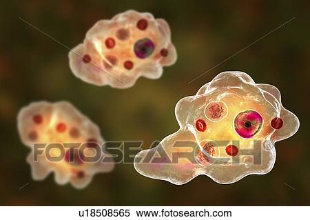 Stock Photography - Parasitic amoeba, illustration. Fotosearch