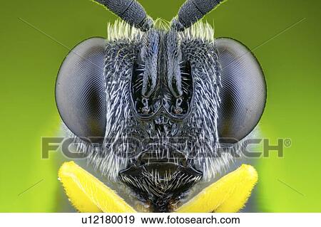 Stock Photo - Parasitic wasp head. Fotosearch