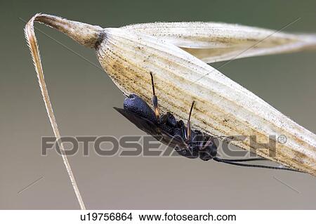 Picture - Parasitic wasp. Fotosearch