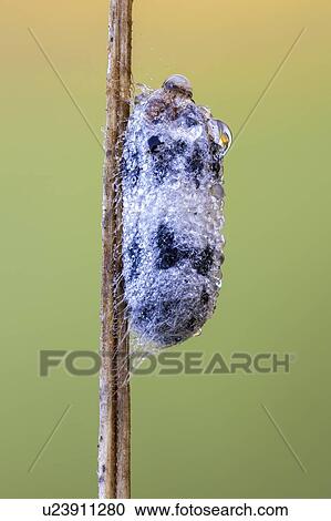 Stock Image - Parasitoid wasp pupa. Fotosearch