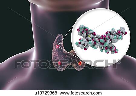 Stock Photo - Parathyroid glands and parathyroid hormone, illustration. Fotosearch