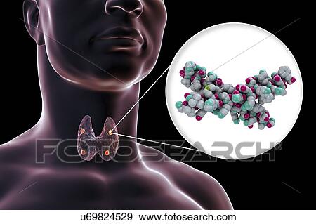 Parathyroid glands and parathyroid hormone, illustration View Large Photo Image Stock Photo - Parathyroid glands and parathyroid hormone, illustration. Fotosearch