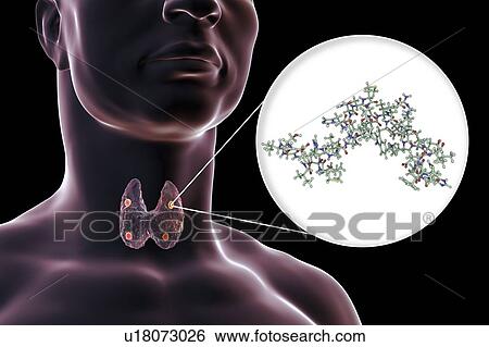 Parathyroid glands and parathyroid hormone, illustration View Large Photo Image Stock Photograph - Parathyroid glands and parathyroid hormone, illustration. Fotosearch