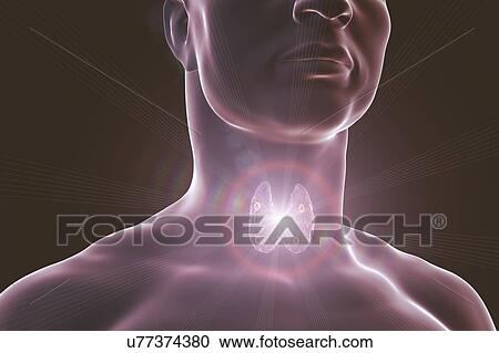 Stock Image - Parathyroid glands, illustration. Fotosearch
