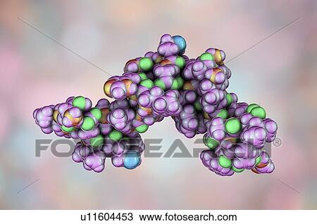 Stock Image - Parathyroid hormone, molecular model. Fotosearch