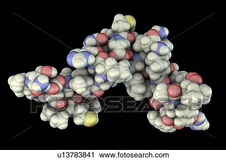 Stock Image - Parathyroid hormone, molecular model. Fotosearch