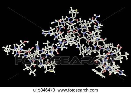 Stock Image - Parathyroid hormone, molecular model. Fotosearch