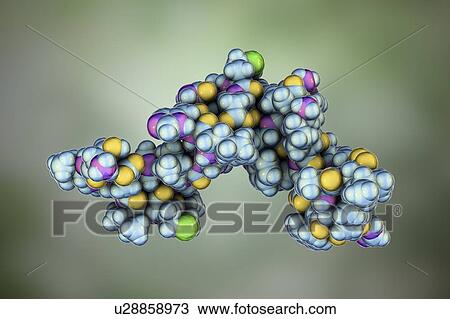 Stock Image - Parathyroid hormone, molecular model. Fotosearch