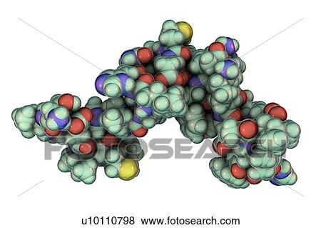 Stock Photo - Parathyroid hormone, molecular model. Fotosearch