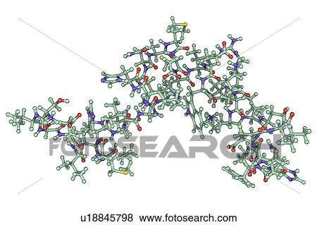 Stock Photo - Parathyroid hormone, molecular model. Fotosearch
