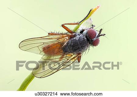 Pegomya bicolor fly View Large Photo Image Picture - Pegomya bicolor fly. Fotosearch