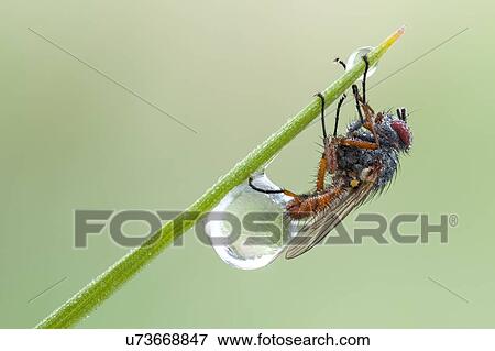 Pegomya bicolor fly View Large Photo Image Stock Photo - Pegomya bicolor fly. Fotosearch