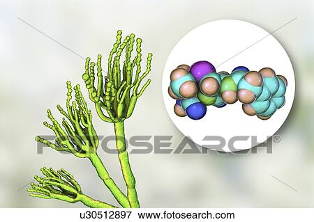 Stock Photo - Penicillium fungus and antibiotic penicillin, illustration. Fotosearch