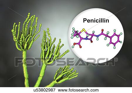Stock Photo - Penicillium fungus and antibiotic penicillin, illustration. Fotosearch