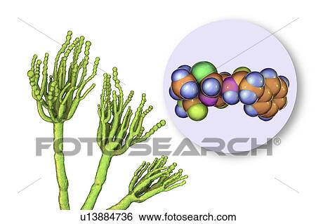 Penicillium fungus and antibiotic penicillin, illustration View Large Photo Image Stock Photograph - Penicillium fungus and antibiotic penicillin, illustration. Fotosearch