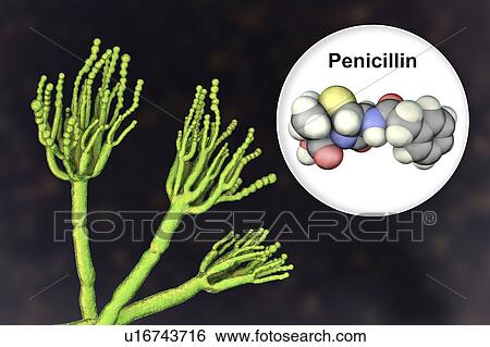 Stock Photograph - Penicillium fungus and antibiotic penicillin, illustration. Fotosearch