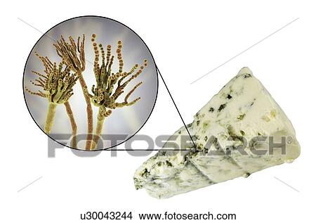 Picture - Penicillium fungus and Roquefort cheese, composite image. Fotosearch