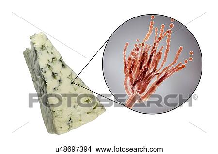 Picture - Penicillium fungus and Roquefort cheese, composite image. Fotosearch