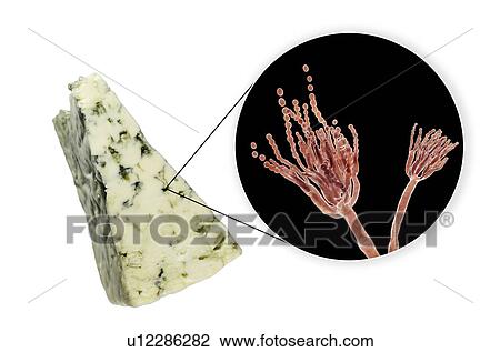 Stock Image - Penicillium fungus and Roquefort cheese, composite image. Fotosearch