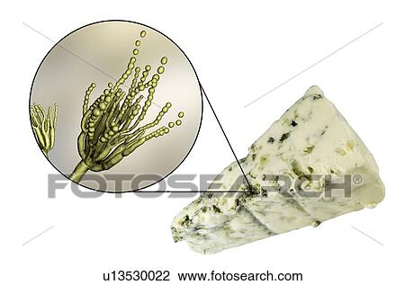 Penicillium fungus and Roquefort cheese, composite image View Large Photo Image Stock Image - Penicillium fungus and Roquefort cheese, composite image. Fotosearch
