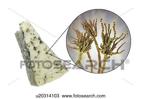Penicillium fungus and Roquefort cheese, composite image View Large Photo Image Stock Image - Penicillium fungus and Roquefort cheese, composite image. Fotosearch