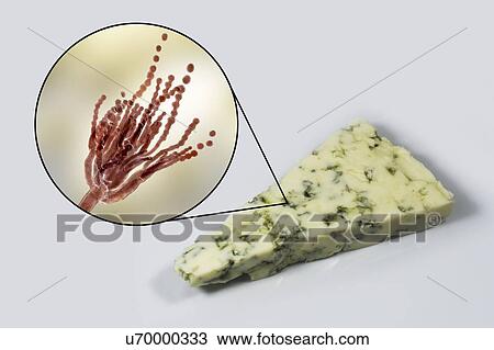 Penicillium fungus and Roquefort cheese, composite image View Large Photo Image Stock Image - Penicillium fungus and Roquefort cheese, composite image. Fotosearch