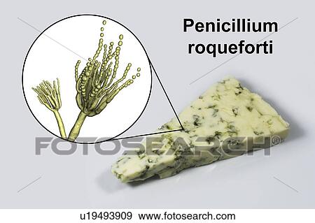Penicillium fungus and Roquefort cheese, composite image View Large Photo Image Stock Photo - Penicillium fungus and Roquefort cheese, composite image. Fotosearch