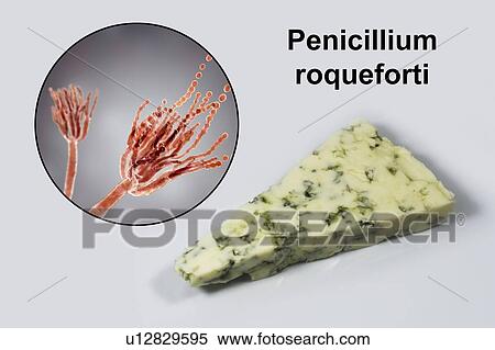Penicillium fungus and Roquefort cheese, composite image View Large Photo Image Stock Photography - Penicillium fungus and Roquefort cheese, composite image. Fotosearch