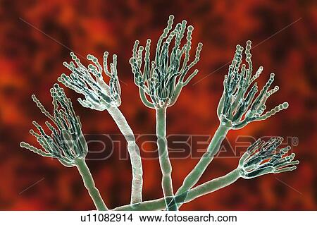 Picture - Penicillium fungus, illustration. Fotosearch