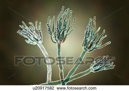 Penicillium fungus, illustration View Large Photo Image Stock Image - Penicillium fungus, illustration. Fotosearch