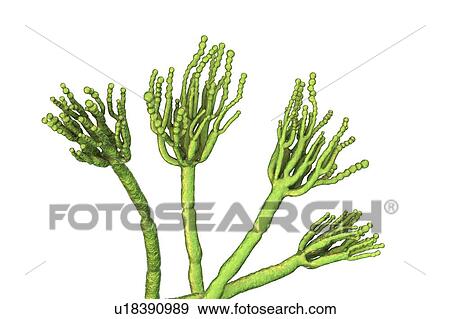 Penicillium fungus, illustration View Large Photo Image Stock Photo - Penicillium fungus, illustration. Fotosearch