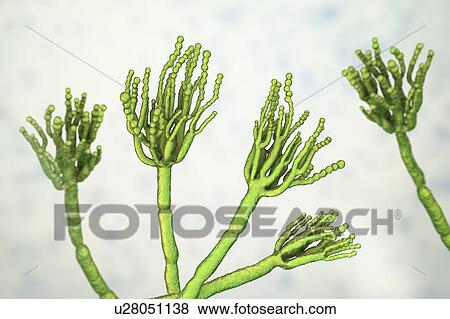 Stock Photo - Penicillium fungus, illustration. Fotosearch