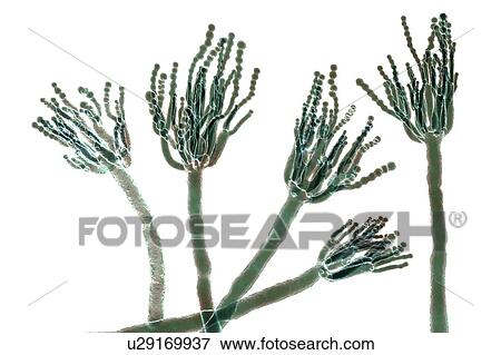 Stock Photo - Penicillium fungus, illustration. Fotosearch